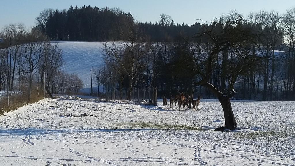 Pension Weinbauer Hofkirchen im Traunkreis Buitenkant foto